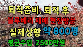 노후대책 블루베리 준비. 퇴직 후 연간 2.500만원 수입. 만족한 생활, 노후대책,노후준비 블루베리 재배