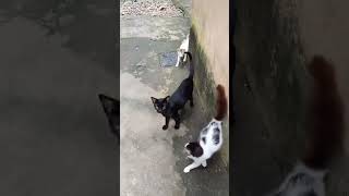 ഏത് വേണോ എടുക്കാം #cat #malayalam #shortsvideo