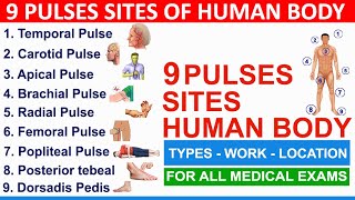 pulse point | pulse sites in human body | 9 pulse point in on human body | nursing exams 2024