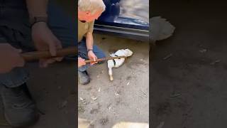 A man rescues a duck from a snake—what happens next will melt your heart! 🦆❤️ #AnimalRescue #shorts