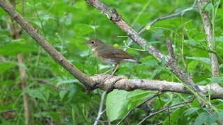 河口湖フィールドセンターのコルリ（雌）の水浴び　その２（4K60P動画）