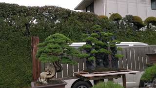 บอนไซฮันเตอร์ @ Kimura's bonsai nursery สวนบอนไซคิมุระ