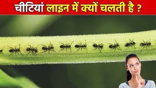 चींटियाँ एक लाइन में क्यों चलती हैं | Why Ants Walk in Line |#shorts #youtubeshorts #ytshorts  ants