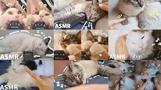 【ASMR】Cats make me sleep🐱Happy hormones explode! Blissful cat collection😴【Binaural】