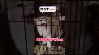 【最後、笑ったww今返事したら、許されると思った猫www】#shorts #猫 #スコティッシュフォールド #子猫