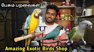 அறியவகை பேசும் வெளிநாட்டு பறவைகள் || Super Exotic Birds Shop in Tamilnadu || Mufasa Pets chennai