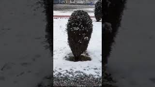 Snowfall in school premises❤️❤️#youtubeshorts