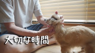 【17歳と14歳老犬カニンヘンダックスVlog】ぼっちのソラとの大切な時間になりました。ソラにたくさんの愛情を注ぎます。