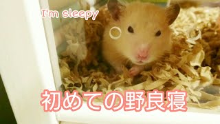 初めての野良寝 Pooh sleeps out of his house☆English subtitles キンクマハムスター ハムスター