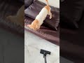 🐕僕と掃除機🧹 チワックス かわいい犬 愛犬 可愛い 吠える 掃除機 犬のいる生活 いぬのいる生活