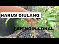 AWALNYA SUDAH RIMΒUN TAPI HARUS DI ULANG LAGI || ΒONSAI ΒERINGIN LOKAL