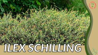 ILEX SCHILLING Information, Description \u0026 More!