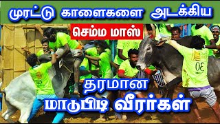 முரட்டு காளைகளை அடக்கிய தரமான மாடுபிடி வீரர்கள் ... செம்ம தோரணை செம்ம புடி ... Tamizhan Trending