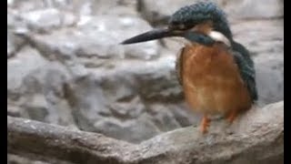 Kingfisher jumping into the water. Ueno Zoo.水に飛び込むカワセミ。上野動物園。