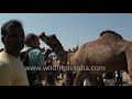 unique patterns from camel fur cutting competition at pushkar camel fair in rajasthan