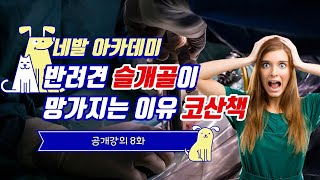 [네발 아카데미 공개강의 8화] 잘못된 정보는 강아지를 힘들게 합니다