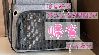 【初挑戦！】愛犬と一緒に新幹線で帰省してみた⭐︎