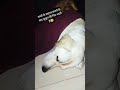 मम्मी से मसाज के बाद नींद सुकून की आती है 😊 dog funny pets viralvideo subscribe ytboost doglover