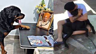 Sidhu Moose Wala Dog Critical Condition as he's missing Sidhu and Crying for him