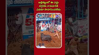 జల్లికట్టులో ఈ ఎద్దు దగ్గరకు రావడానికి ఎవరూ సాహసించలేదు | #jallikattu #jallikattukalai