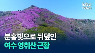 분홍빛 물든 영취산..남도 봄꽃 절정 / KBC뉴스