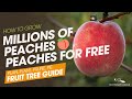 Permaculture Guide to Fruit & Nut Trees