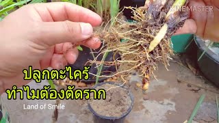 วิธี ปลูกตะไคร้ EP.2/6 ทำไมต้องตัดรากทิ้ง ?lemon grass why we must cutting out of all old's roots?