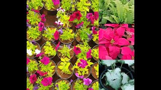 Nursery Tour | Madeena Nursery Bangalore