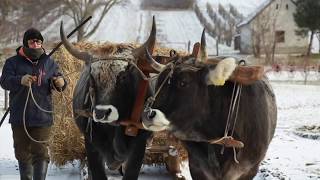 Working with the oxen.