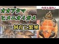 オオアタマヒメニオイガメの飼育と繁殖〜かめぞー☆ちゃんねんる　208クラッチ目〜