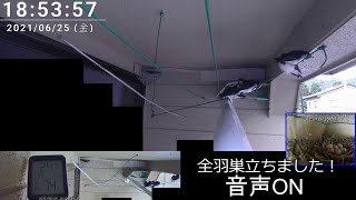 孵化後24日目 2021 ツバメの巣 子育て 観察 タイムラプス（１日）Swallow's Nest time-lapse 2021/06/25 05時～2021/06/25 19時