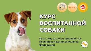 Курс воспитанной собаки 🐶 Создан при участии Российской Кинологической Федерации (РКФ)