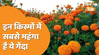 Marigold: गेंदे की ये किस्में हैं बेहद खास, सजावट में होती हैं इस्तेमाल | Kisan Tak