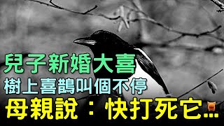 兒子新婚大喜，門口樹上喜鵲叫個不停，母親說：快打死它...#鄉村民間故事 #楓牛愛世界