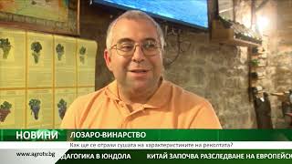 ЛОЗАРО-ВИНАРСТВО: Как ще се отрази сушата на характеристиките на реколтата?