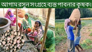 আগাম রসুন সংগ্রহে ব্যস্ত পাবনার কৃষকেরা।Harvesting garlic.