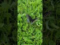 Metal detecting  w/ Black swallow Tail #metaldetecting #butterfly #nokta #nature #beautiful