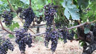 VERAISON in the VINEYARD