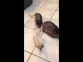 Three baby armadillos meet a kitten