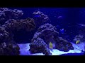 sca 120 gallon reef tank ep.14 algae barn 25 000 pods u0026 snails