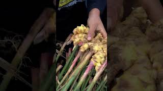 Farmers harvesting ginger