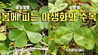 봄에 피는 아름다운 야생화와 수목(식물, 야생화, 수목, 잎의 모양)