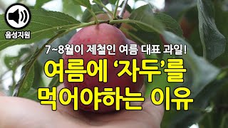 여름철 대표 과일, 자두의 효능과 부작용