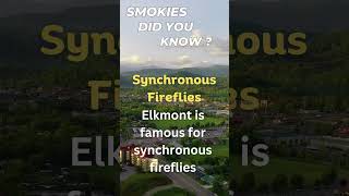 Synchronous Fireflies in the Smokies - Did you know?  #smokies