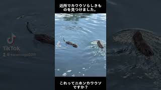 近所でカワウソらしきものを見つけました。これってニホンカワウソですか？