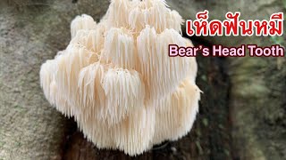 สวยจับใจ‼️เห็ดฟันหมี สวยงามเหมือนสายน้ำตก ตัดเก็บยกกอแบบสวยๆ Beautiful Bear’s Head Tooth Mushroom