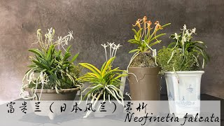 富贵兰（日本风兰）赏析 — Neofinetia falcata