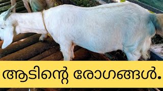 ആടുകളിലെ രോഗലക്ഷണങ്ങൾ | Symptoms of diseases in goats