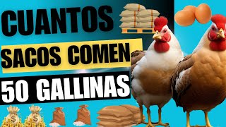 50 gallinas ponedoras: cuántos sacos de alimento necesitas