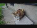 雨の日の猫たち　　　the cats of the rainy day